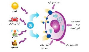 آنتی اکسیدان 489698747485748485