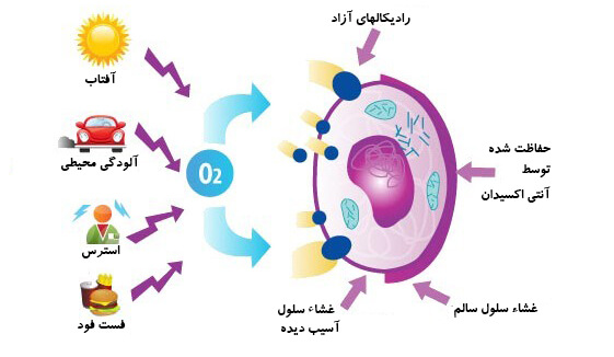 آنتی اکسیدان 489698747485748485